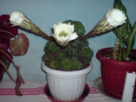 Virágok 3   esti bemutatkozása  a  Kaktusznak