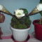 Virágok 3   esti bemutatkozása  a  Kaktusznak