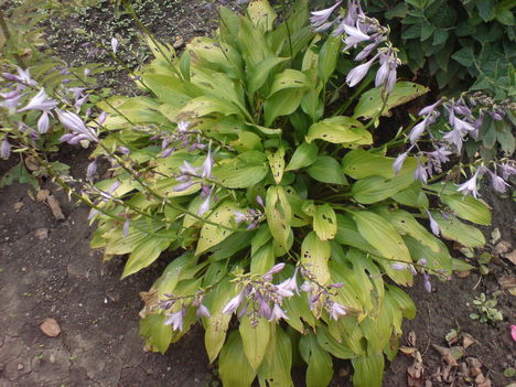 Virágok 6   Irisz   csa a  levelét megrágzák a  csigák