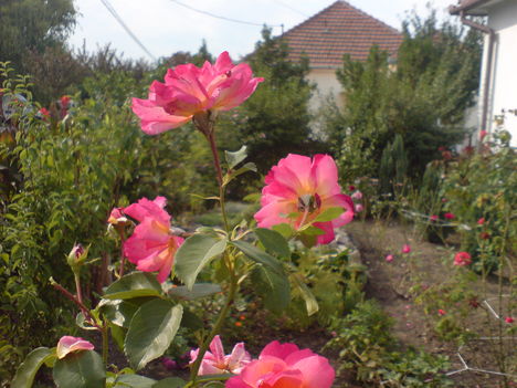 Virágok 8   Rózsa  és  az elő kert egy része