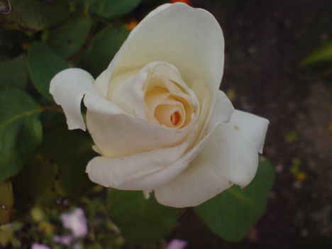 Virágok 9Kései  rózsám