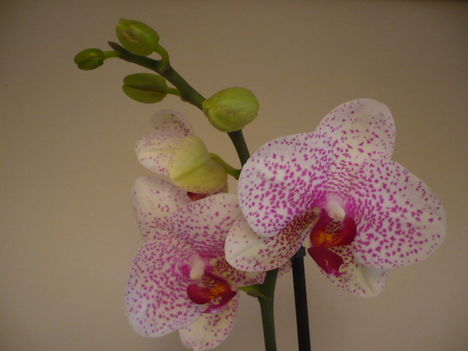 Egy újabb meseszép orchidea közelről 