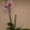 Egy újabb meseszép orchidea/hozza a második virágszárat/