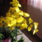 Oncidium