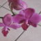Orhidea
