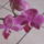 Orhidea-001_931533_39841_t
