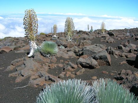 Virágzó Ezüstkardok, Hawaii, Maui, Haleakala vulkán