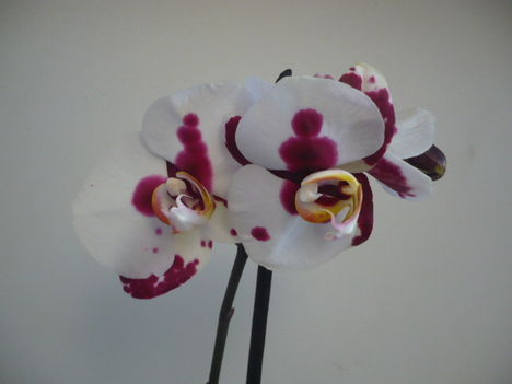 Az első boci orchideám