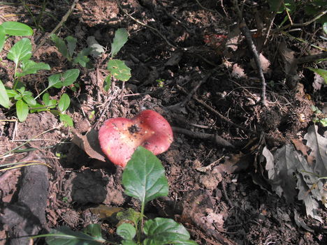 Kovácspatak 2010 25