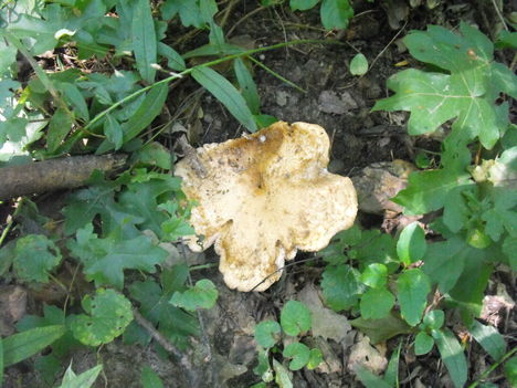 Kovácspatak 2010 28
