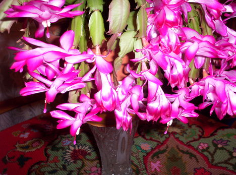Virágzó kaktusz