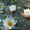 Hardy_White_Water_Lillies
