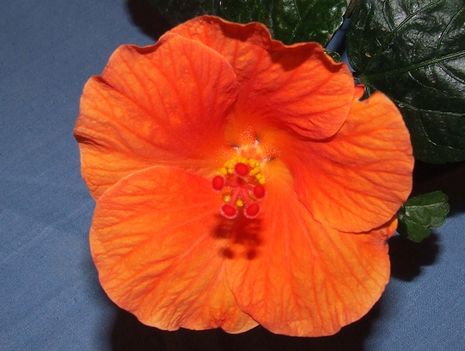 Hibiscus Wiki orange