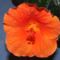 Hibiscus Wiki orange