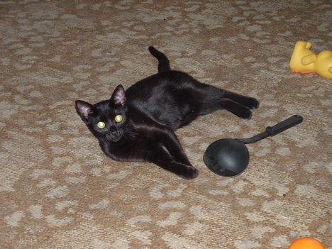 Ő a Máj,a fekete cica.(Így mondta anevét,amikor kérdeztük)
