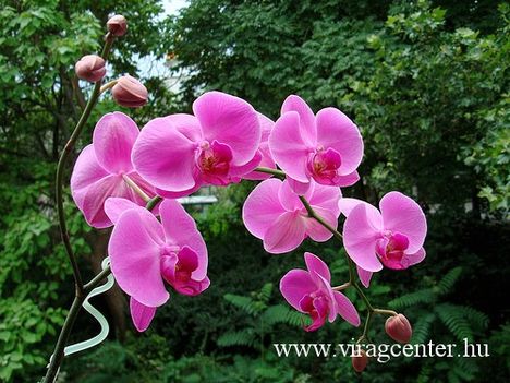 orchidea12