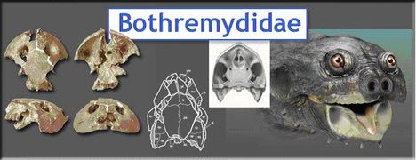 Bothremydidae teknős