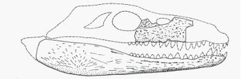 Doratodon nevű  ősi krokodil
