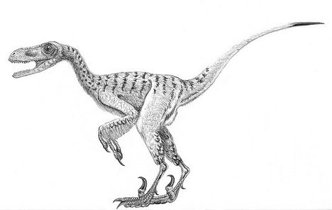 Droameosaurida.Kis testű ragadozó.