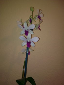 Orchideáim 15
