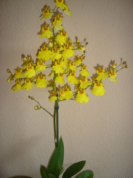 Orchideáim 18