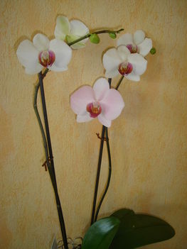 Orchideáim 19