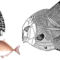 pycnodontiform hal fogazata (balra fent), csontvázrekonstrukciója (balra lent), és fantáziarajza (jobbra)