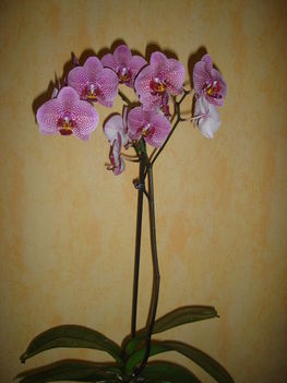 saját orchideám!