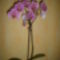 saját orchideám!