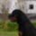 Drago7hon6_939494_99927_t