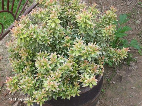 Pieris japonica