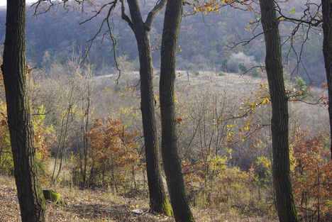 Cser-erdő, az "AVAR SÍROK" -nak nevezett domb.