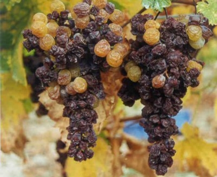 Tőkén lévő aszúsodott szőlőfürtök
