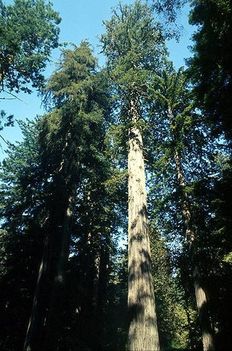 FájlCoastal redwood (mamut fenyo )