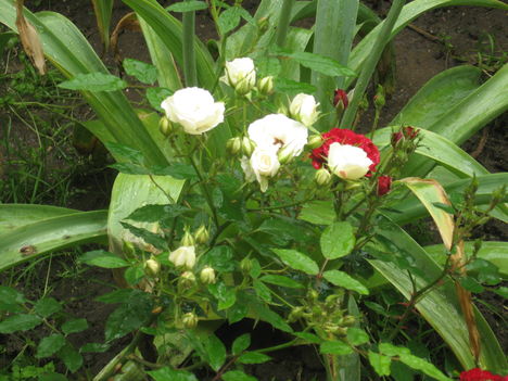 mini rózsák