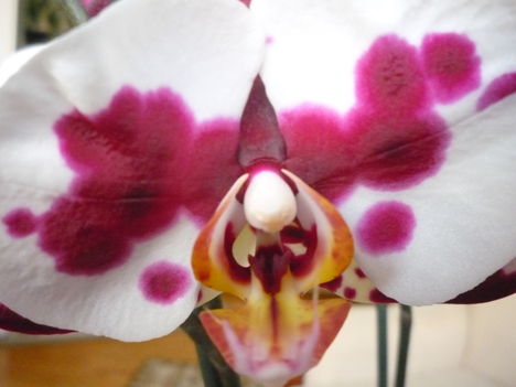 ORCHIDEA VIRÁGZÁSA , MÉG CSAK EGY - KÉT VIRÁGGAL 5