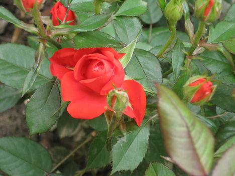 Rózsák 004