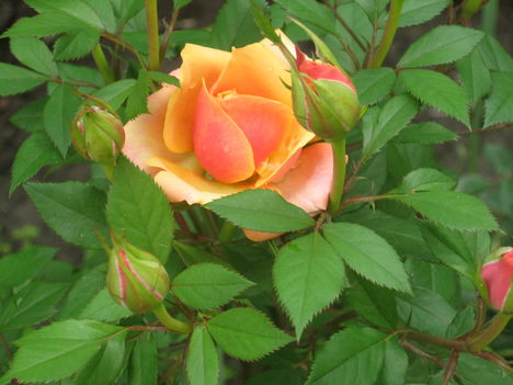 Rózsák 006