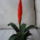 Bromelia_1_942102_29325_t