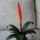 Bromelia_2_942103_92047_t