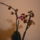 Orchidea_viragzasa__meg_csak_egy__ket_viraggal_1_942306_37427_t
