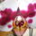 Orchidea_viragzasa__meg_csak_egy__ket_viraggal_5_942310_80877_t