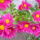 Krizantenciklamen_944207_14330_t