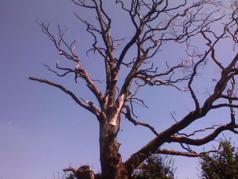 Öreg tölgyfa az évszázadok viharában.