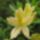 Rhododendron__jeli_arboretum-001_946907_91175_t