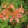 Rhododendron__jeli_arboretum-002_946906_22394_t