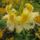 Rhododendron__jeli_arboretum-003_946905_27228_t
