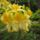 Rhododendron__jeli_arboretum-004_946904_58964_t