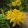 Rhododendron__jeli_arboretum-005_946903_45011_t