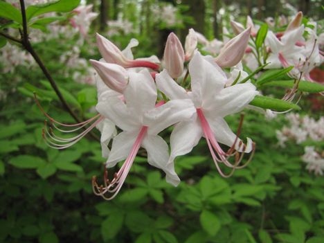 Rhododendron - Jeli Arborétum